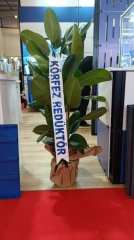 Kavuçuk Çiçeği
